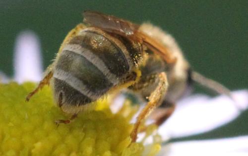 Seladonia subaurata